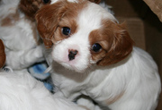 Adorable Cavalier king Charles spaniel puppies
