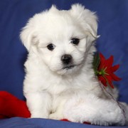 This Pupy will be yours on christmas
