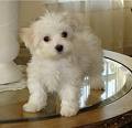 TI-CUP MALTESE PUPPIES FOR SALE