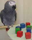 african grey for cheap price