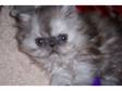 PERSIAN KITTENS FOR SALE (Waterford)