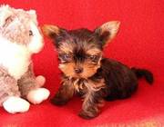 Yorkshire Terrier puppies for sale