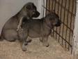 Norwegian Elkhound Puppies for sale (Waterford,  Waterford)