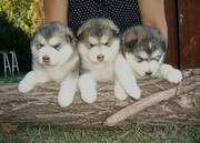 Alaskan Malamute Puppies Puppies For Sale