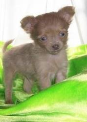 T-Cup Chihuahua Puppies Ready For Sale