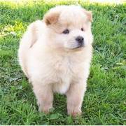 Cream White Chow Chow Puppies For Adoption