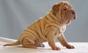  Miniature Shar Pei puppies