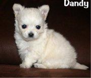 adorable chihuahua puppies for sale