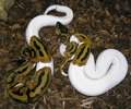 Available Albino and piebald pythons