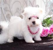 Doll Face malstese puppies For Free Adoption